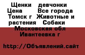 Щенки - девчонки › Цена ­ 2 - Все города, Томск г. Животные и растения » Собаки   . Московская обл.,Ивантеевка г.